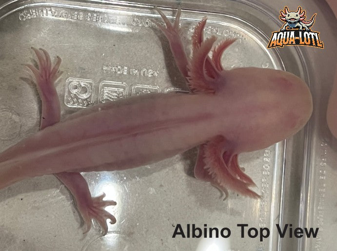 4 Pack - Juvenile Axolotls - Including Mosiac
