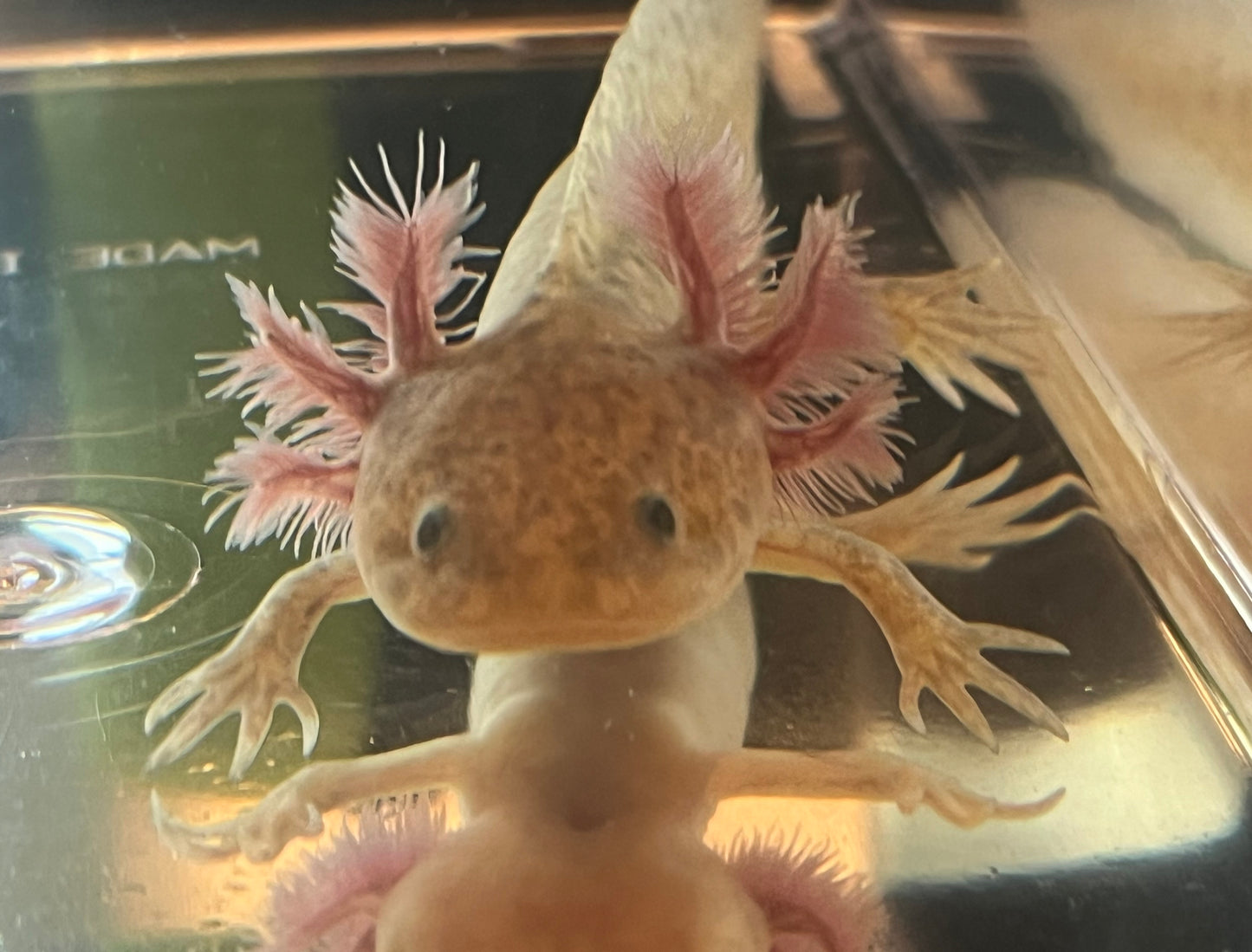 GFP Copper Axolotl
