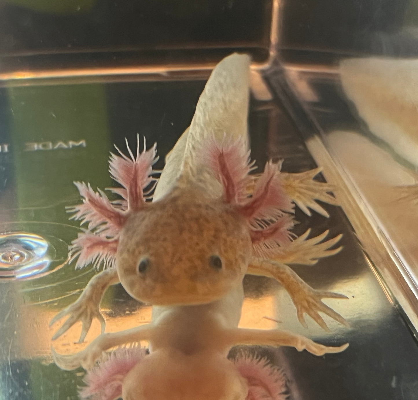 GFP Copper Axolotl