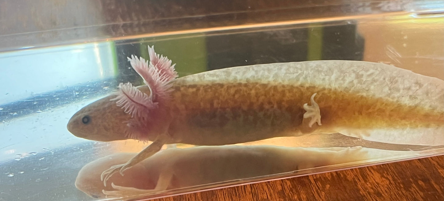 GFP Copper Axolotl