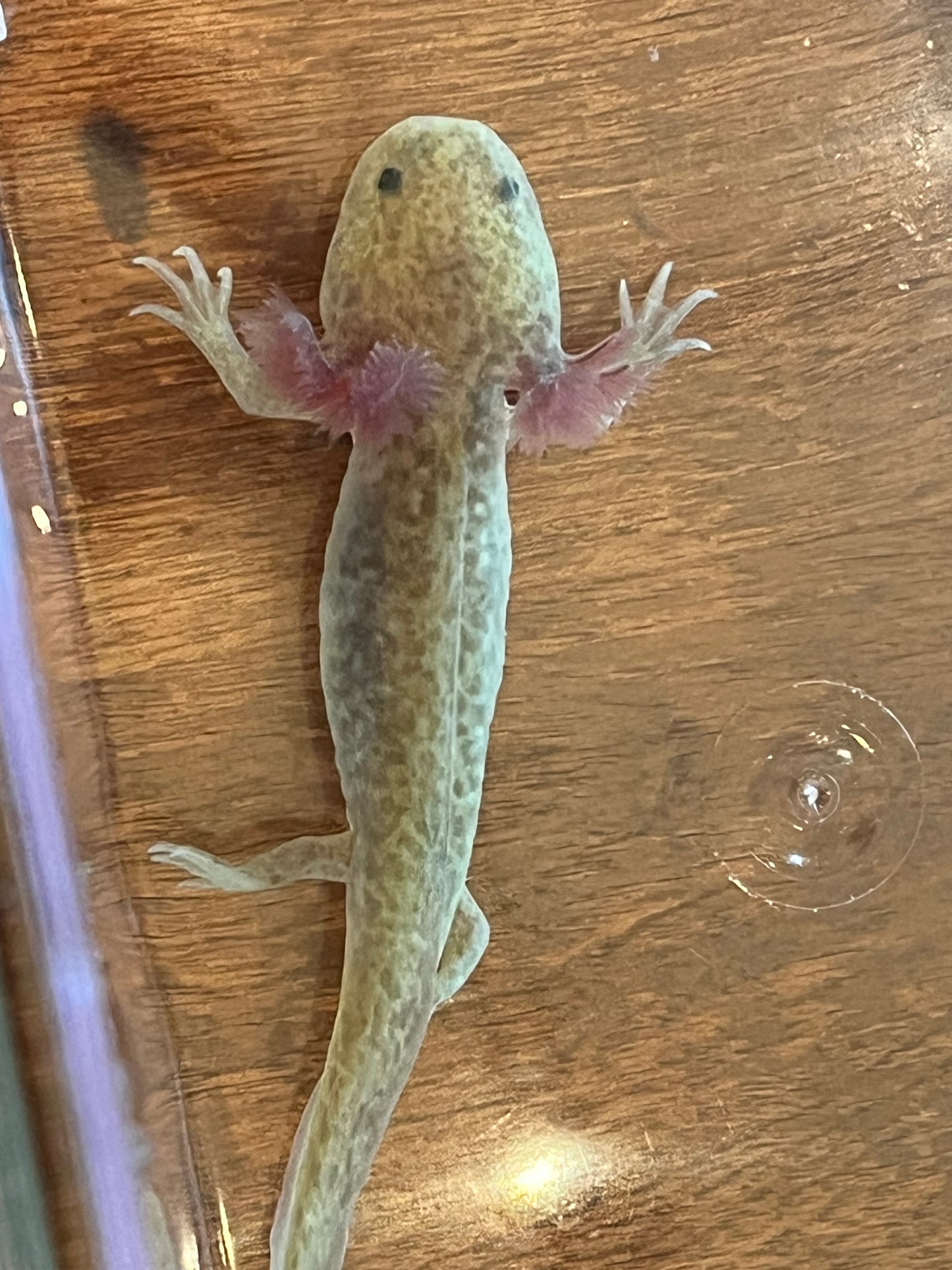 GFP Copper Axolotl