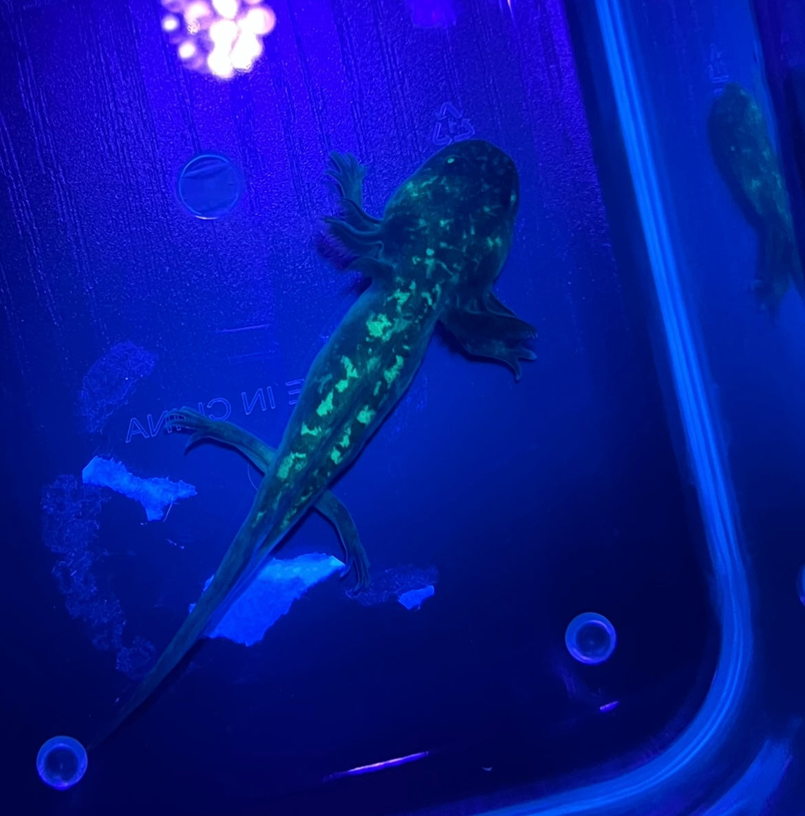 Mosaic Axolotl for Sale Rare Pet Axolotls – Aqua-Lotl