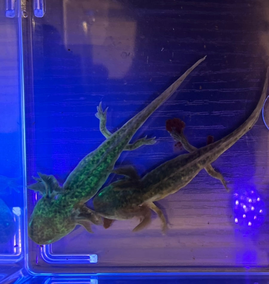 GFP Wild Axolotl