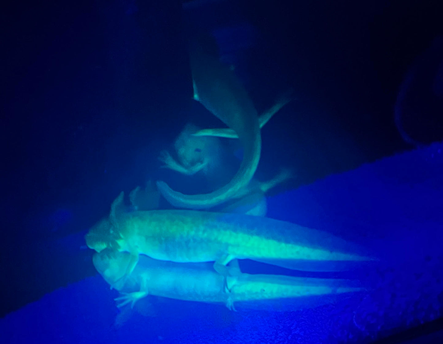 GFP Copper Axolotl