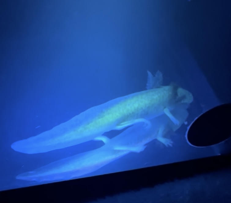 GFP Copper Axolotl