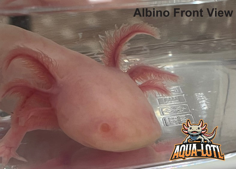 4 Pack - Juvenile Axolotls - Including Mosiac