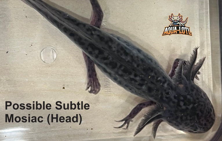 4 Pack - Juvenile Axolotls - Including Mosiac