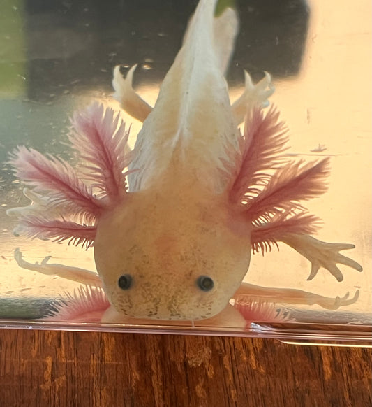 GFP Dirty Leucistic Axolotl (“Dirty Lucy”)