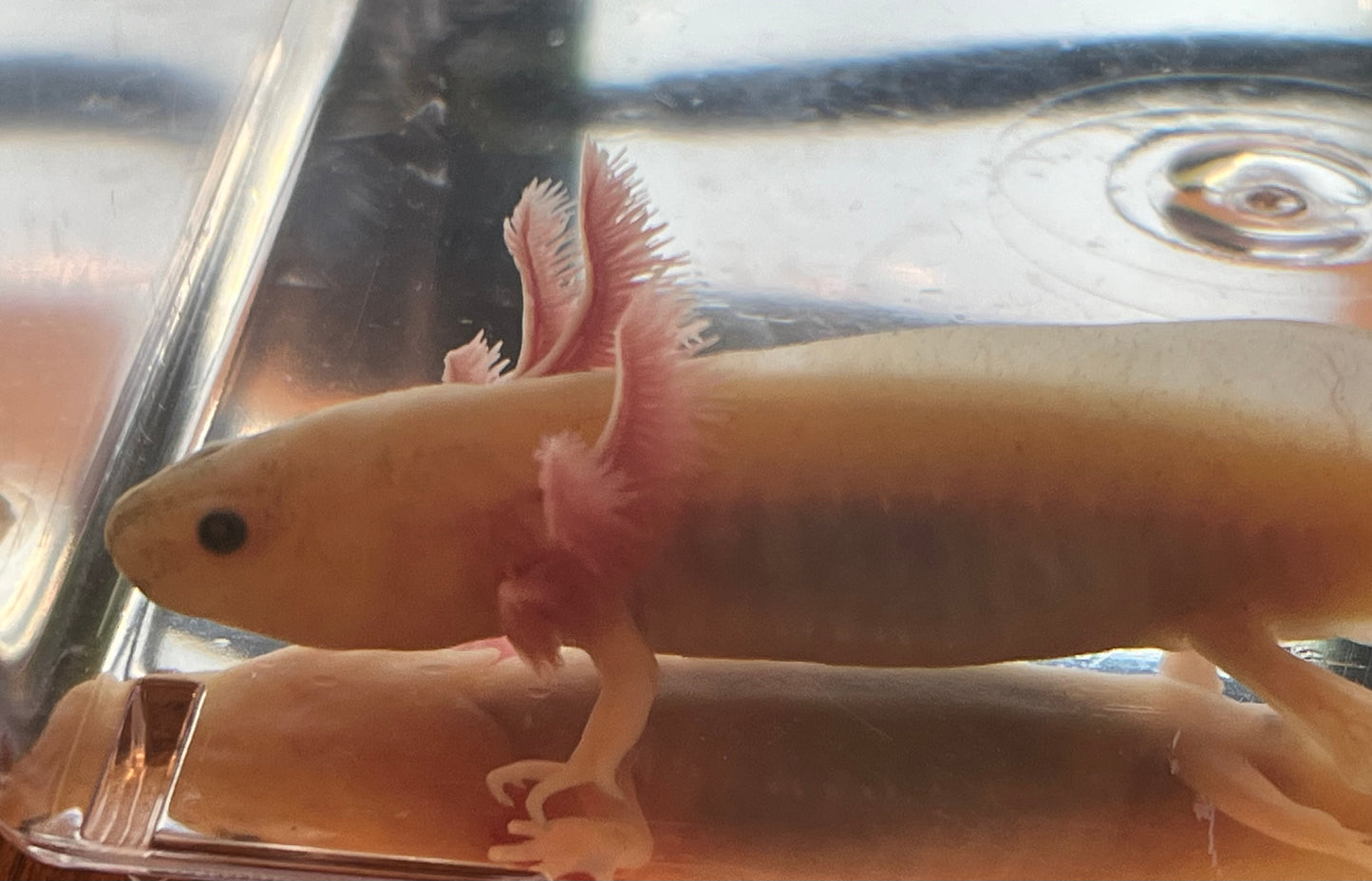 GFP Dirty Leucistic Axolotl (“Dirty Lucy”)