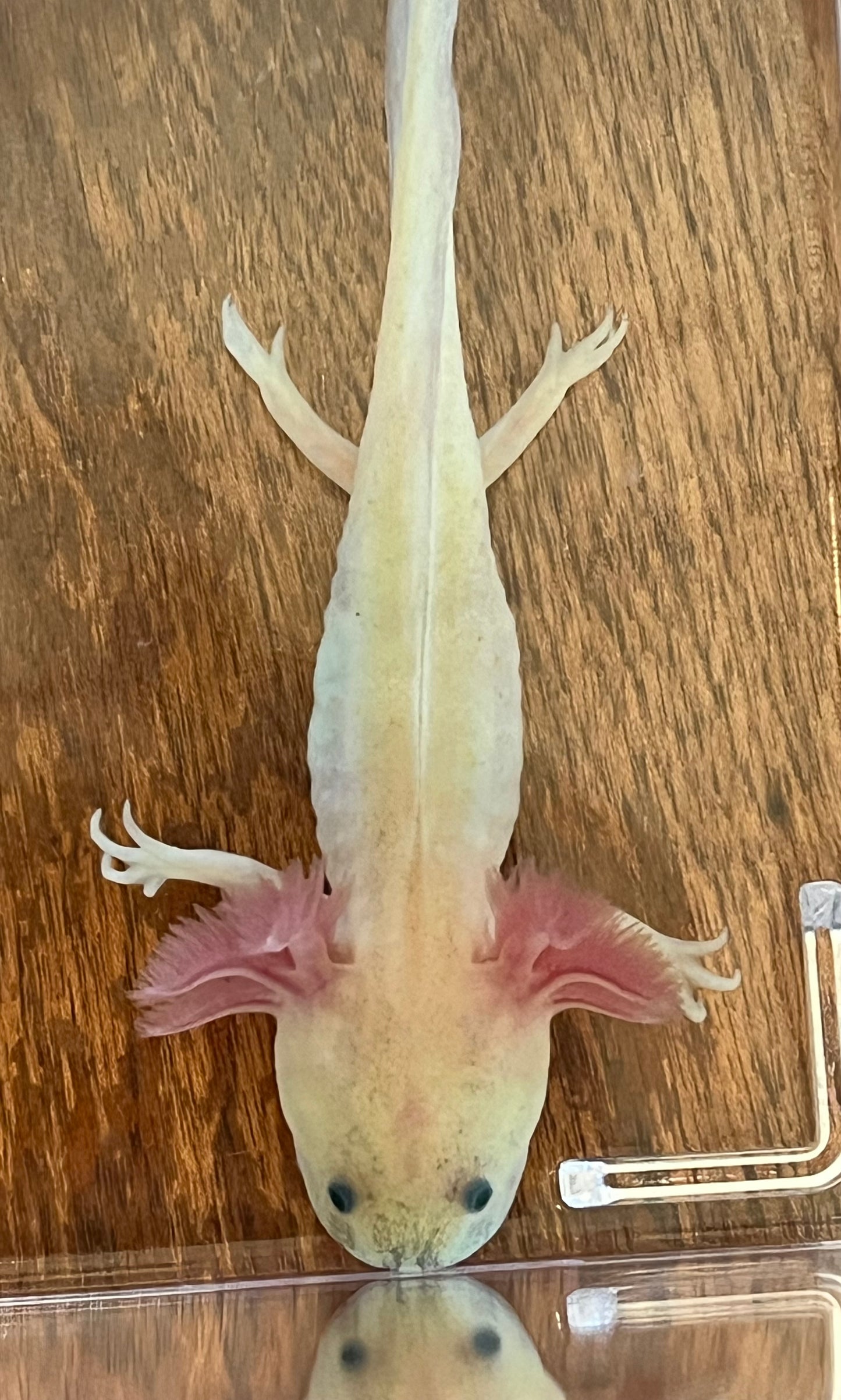 GFP Dirty Leucistic Axolotl (“Dirty Lucy”)