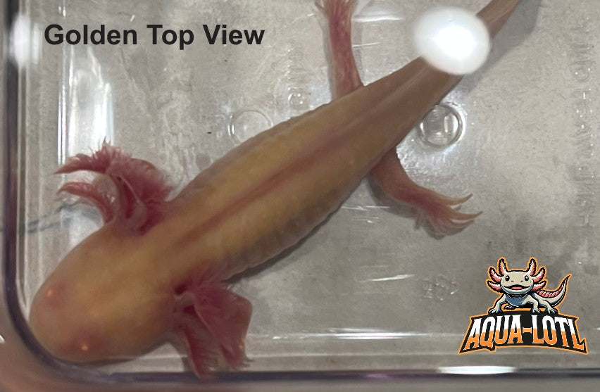 4 Pack - Juvenile Axolotls - Including Mosiac