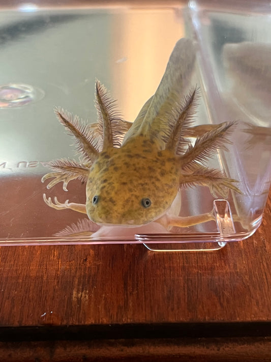 Hypomelanistic Axanthic Melanoid Axolotl