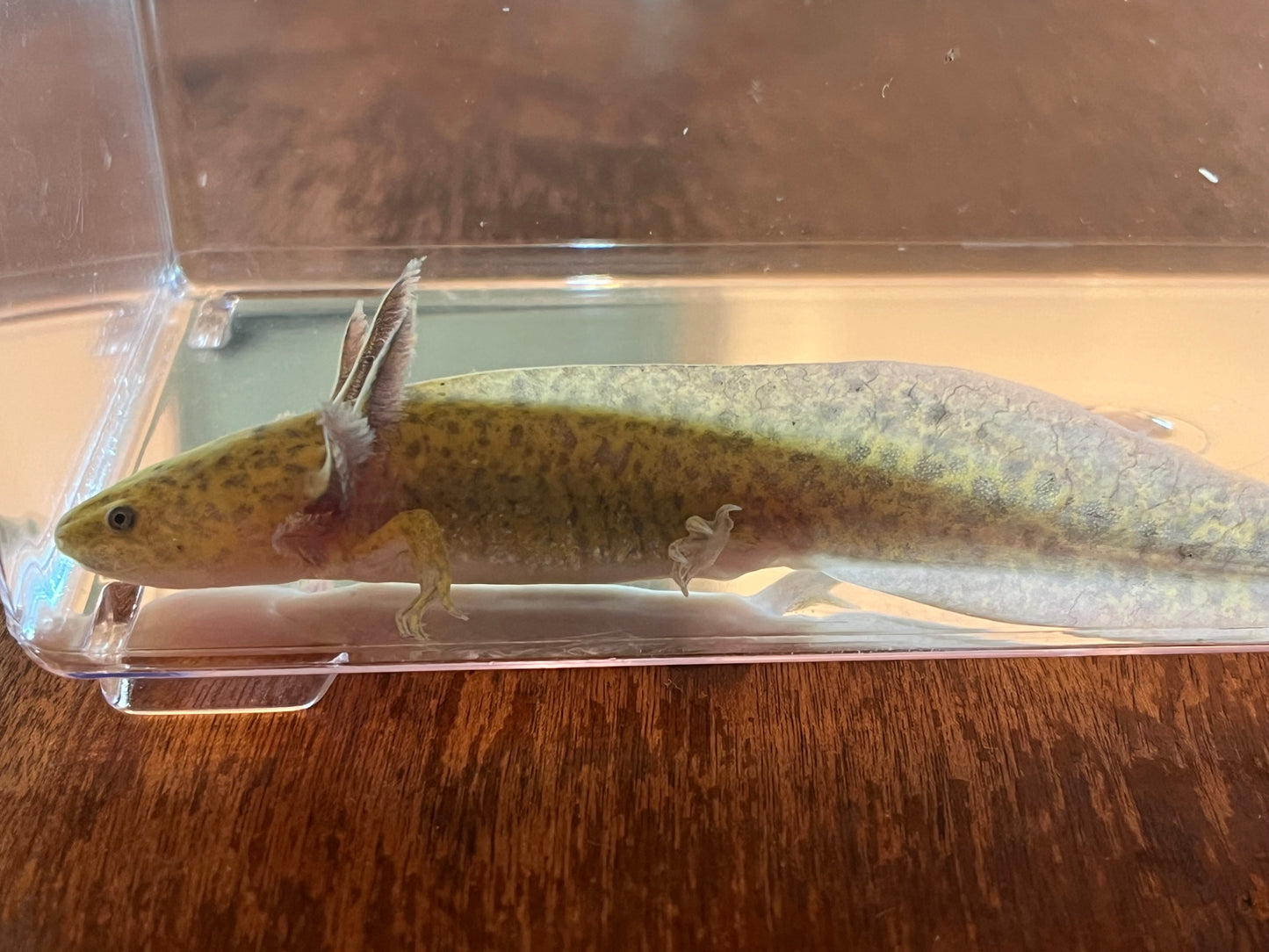 Hypomelanistic Axanthic Melanoid Axolotl
