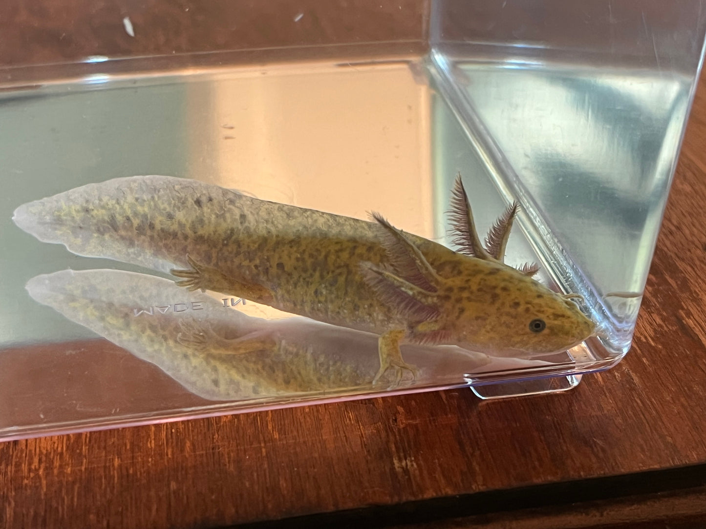 Hypomelanistic Axanthic Melanoid Axolotl