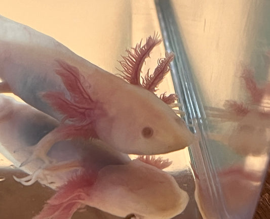 Hypomelanistic Leucistic Axolotl (“Hypo Lucy”)