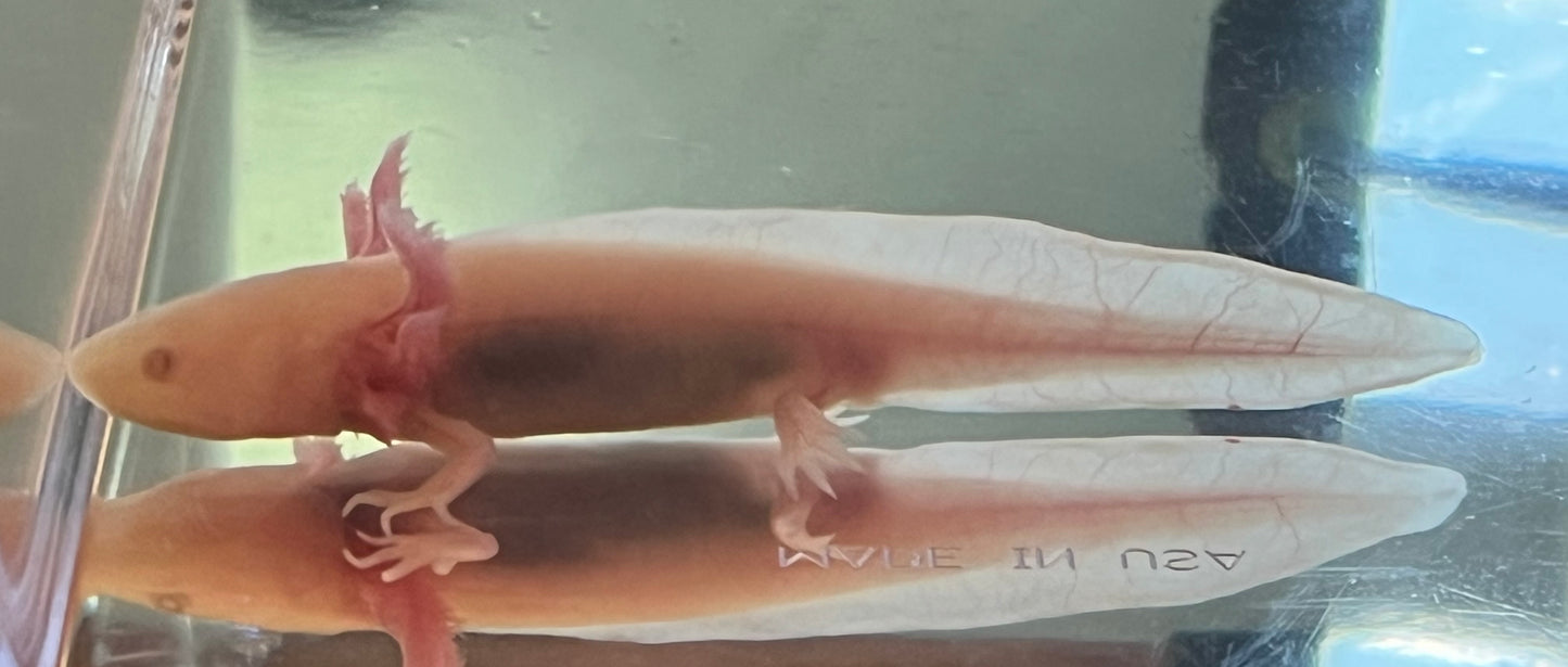 Hypomelanistic Leucistic Axolotl (“Hypo Lucy”)