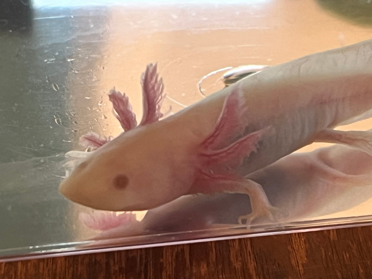 Hypomelanistic Leucistic Axolotl (“Hypo Lucy”)