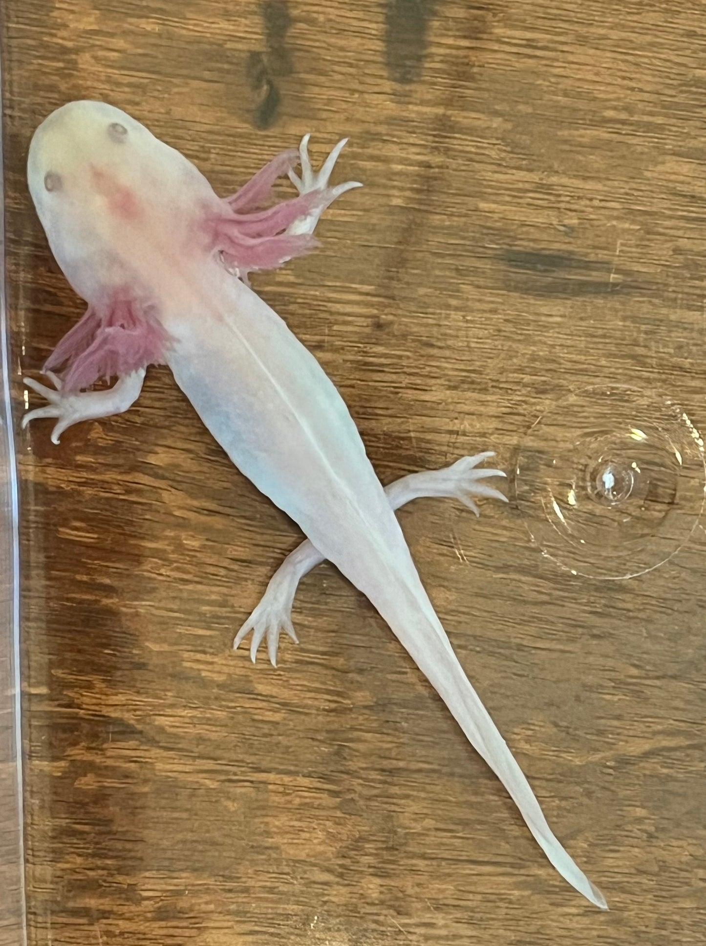 Hypomelanistic Leucistic Axolotl (“Hypo Lucy”)