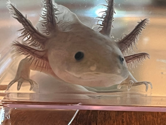 Hypomelanistic Axolotl