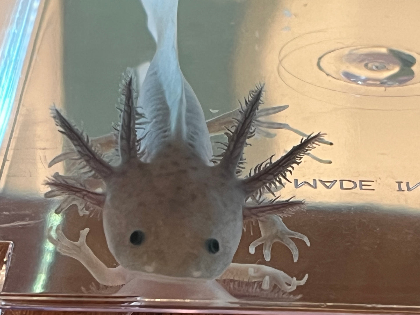 Hypomelanistic Axolotl