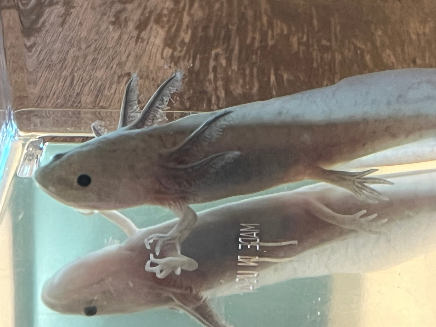 Hypomelanistic Axolotl