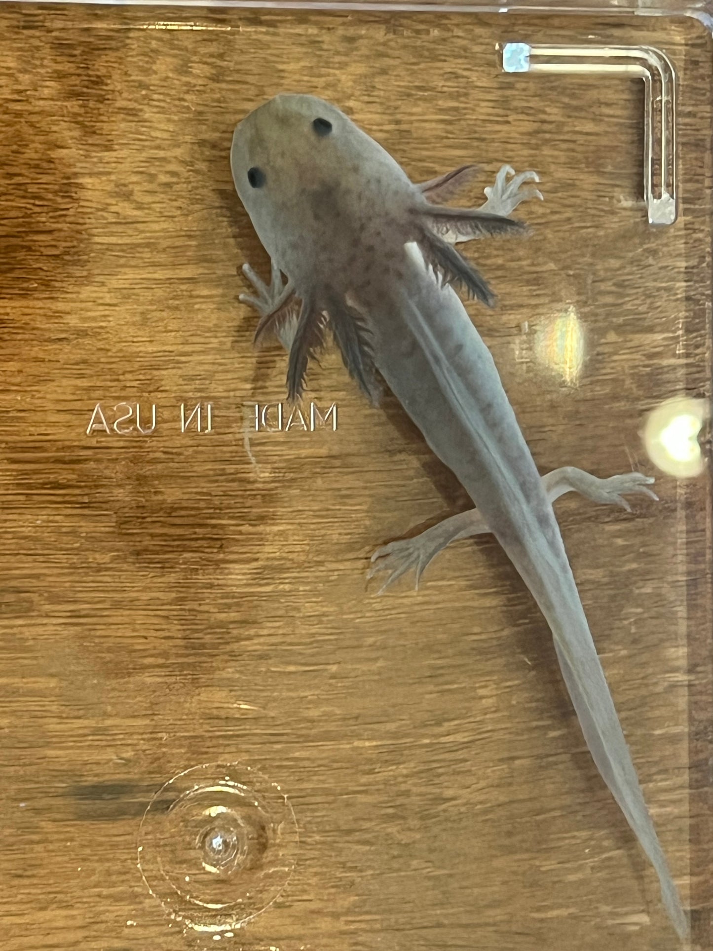 Hypomelanistic Axolotl