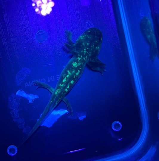 Mosaic Axolotl