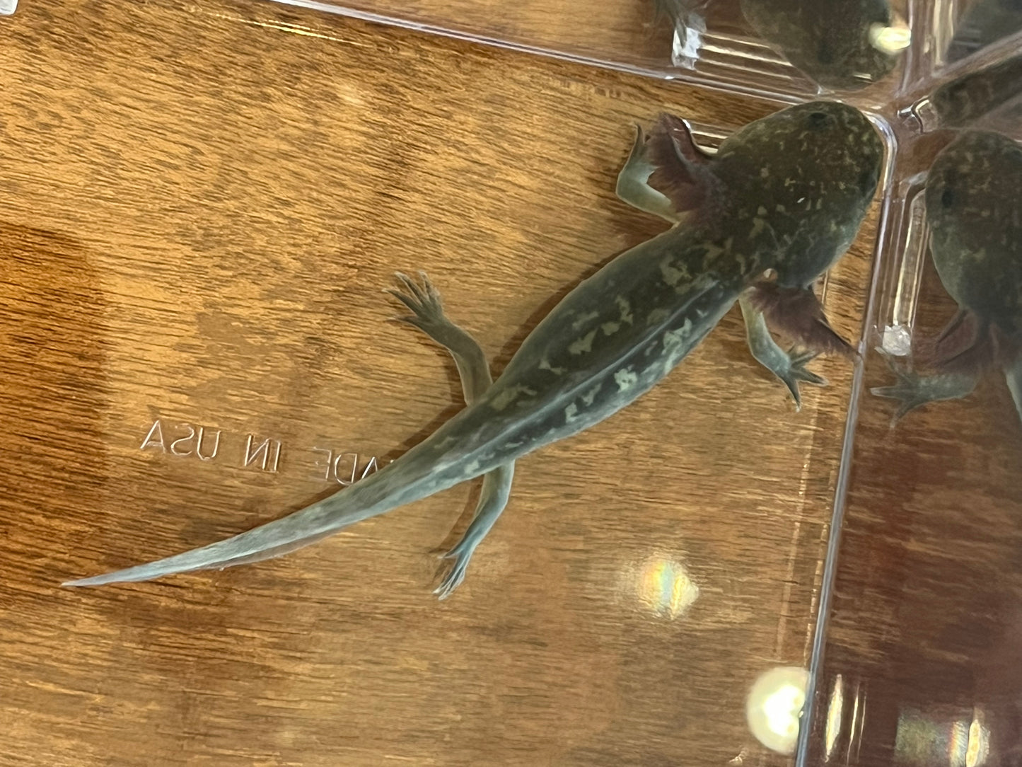 Mosaic Axolotl
