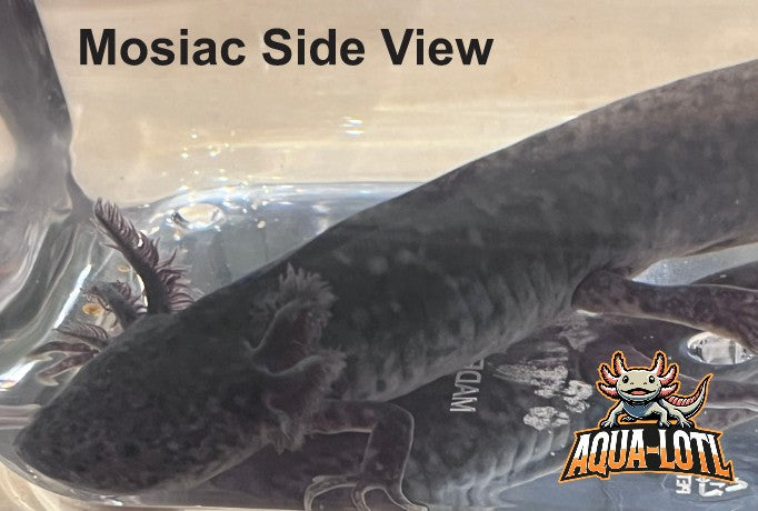 4 Pack - Juvenile Axolotls - Including Mosiac