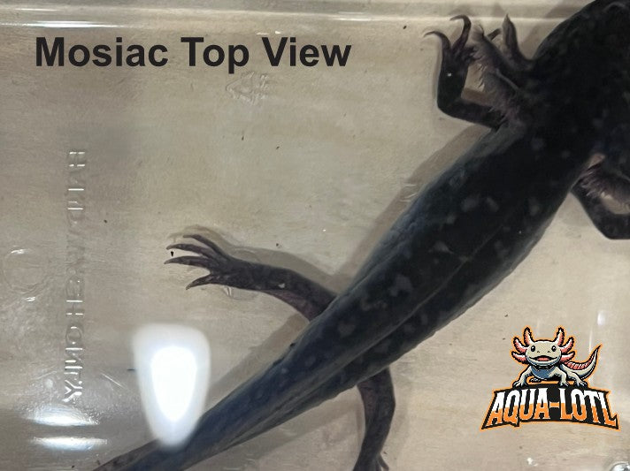 4 Pack - Juvenile Axolotls - Including Mosiac