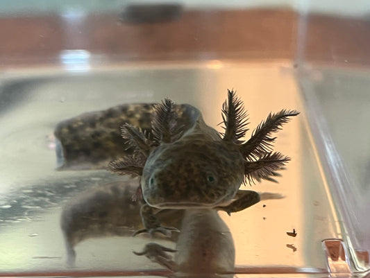 Wild Type Axolotl