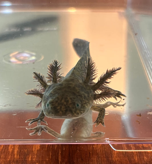 GFP Wild Axolotl