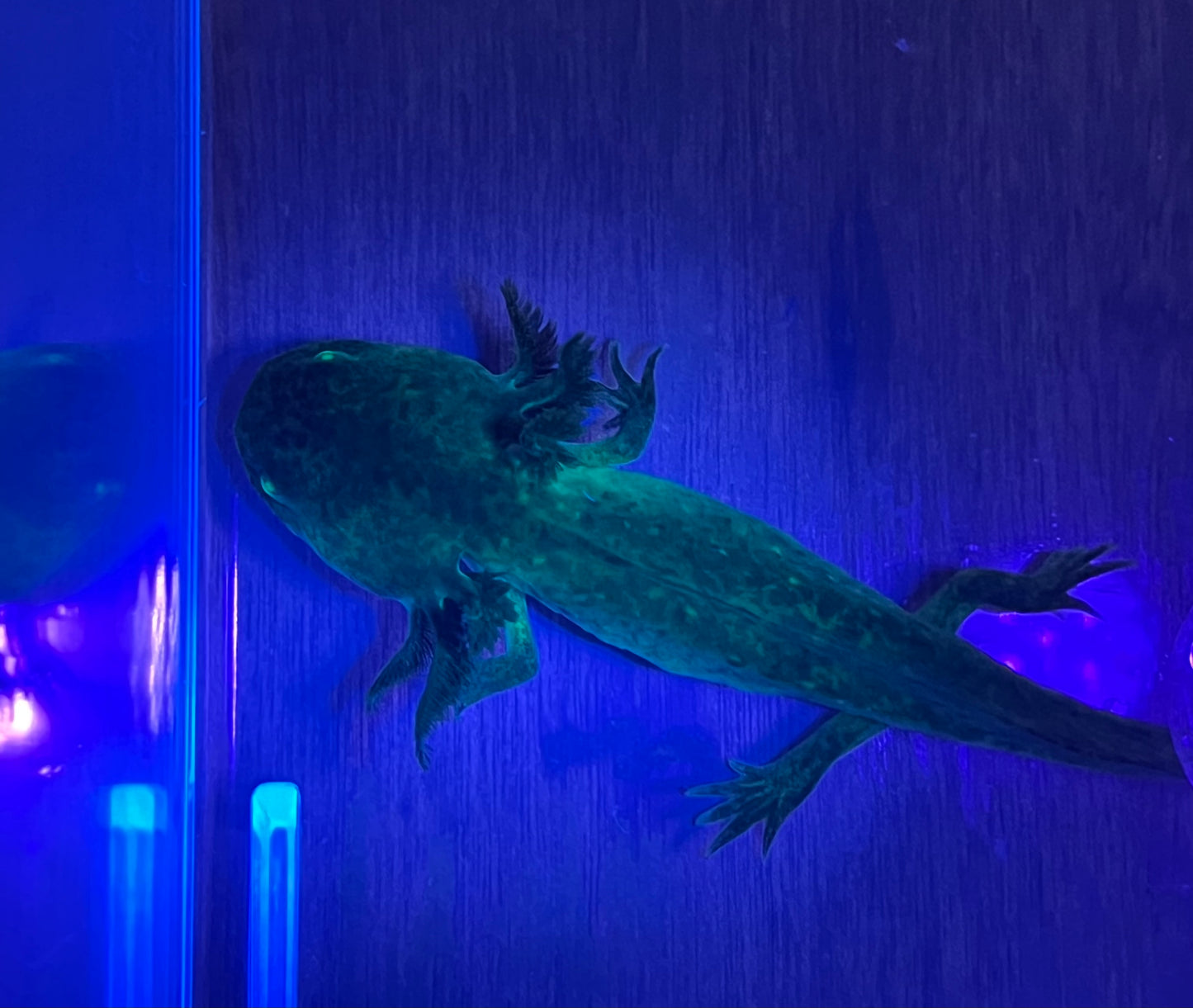 GFP Wild Axolotl