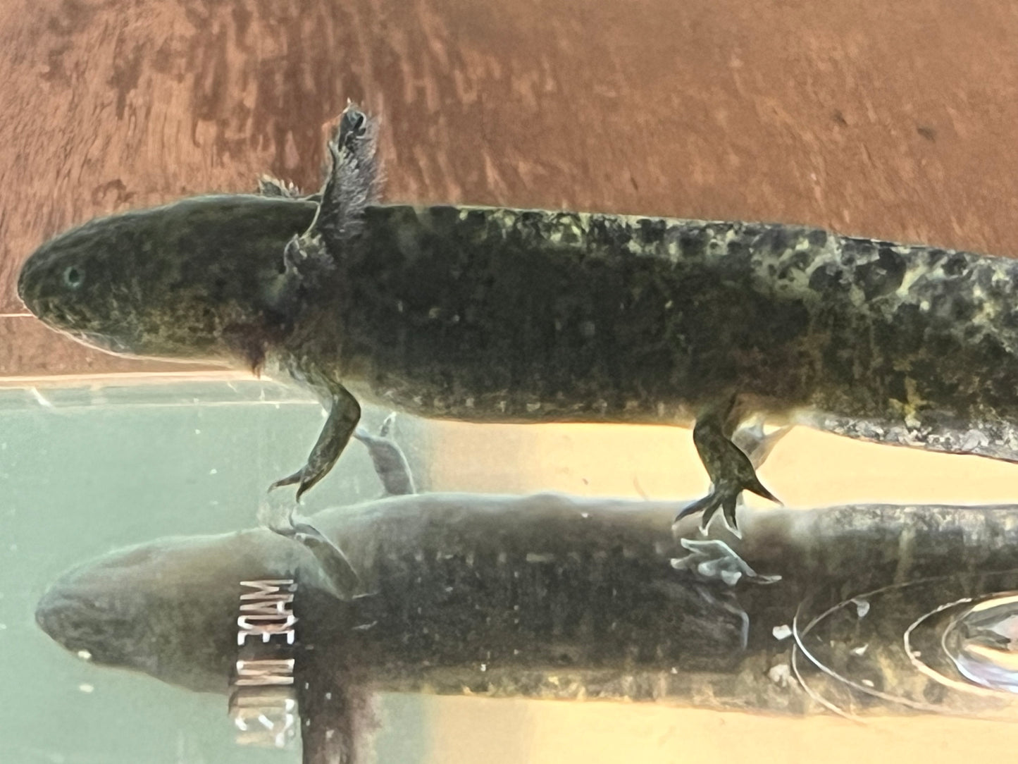 Wild Type Axolotl