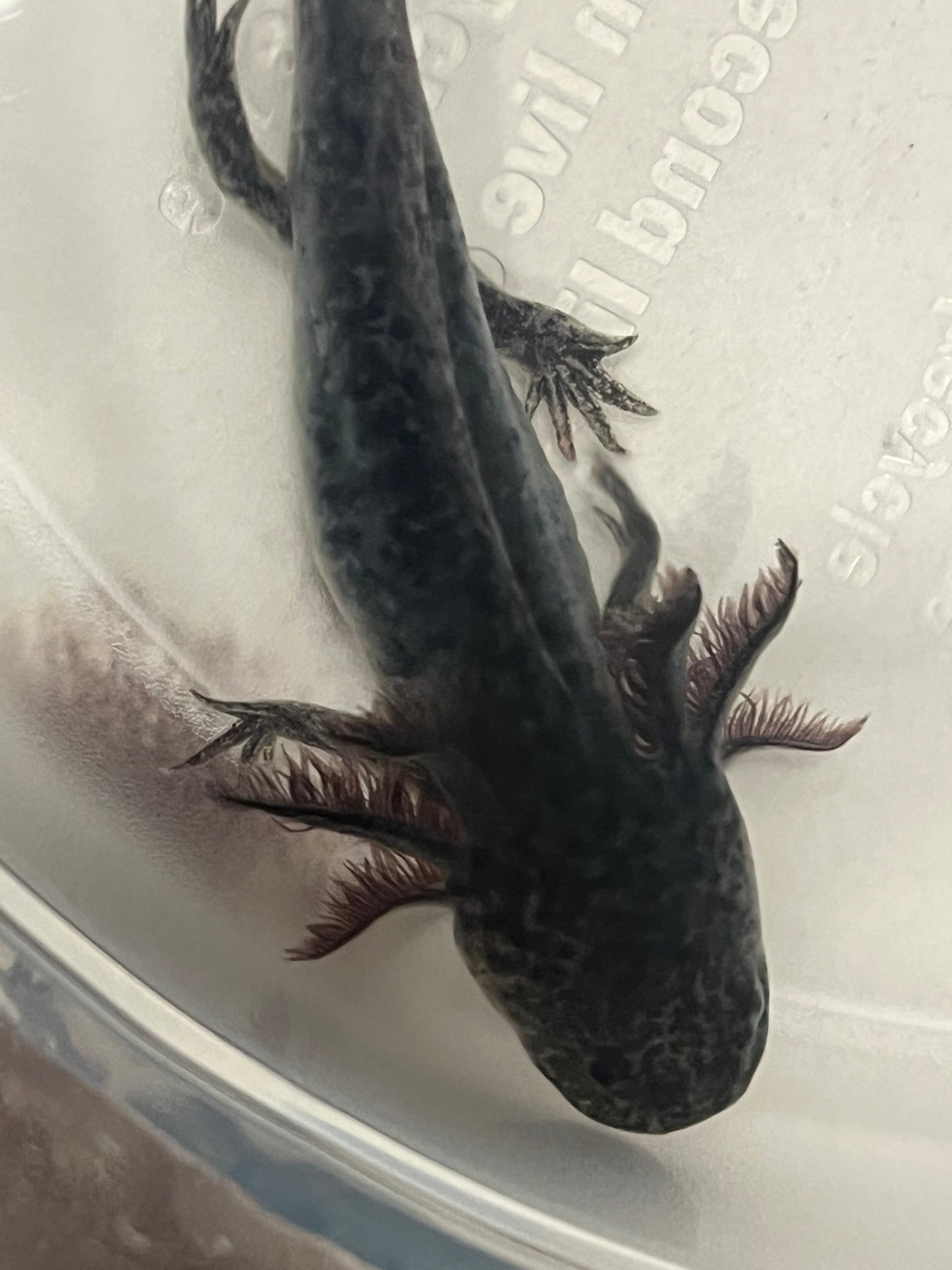 Wild Type Axolotl