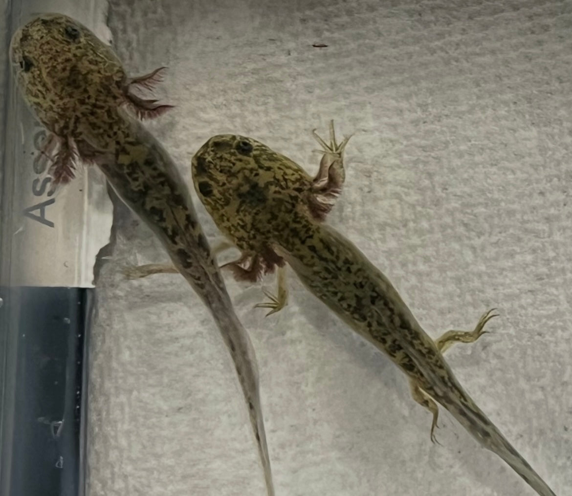 Wild Type Axolotl