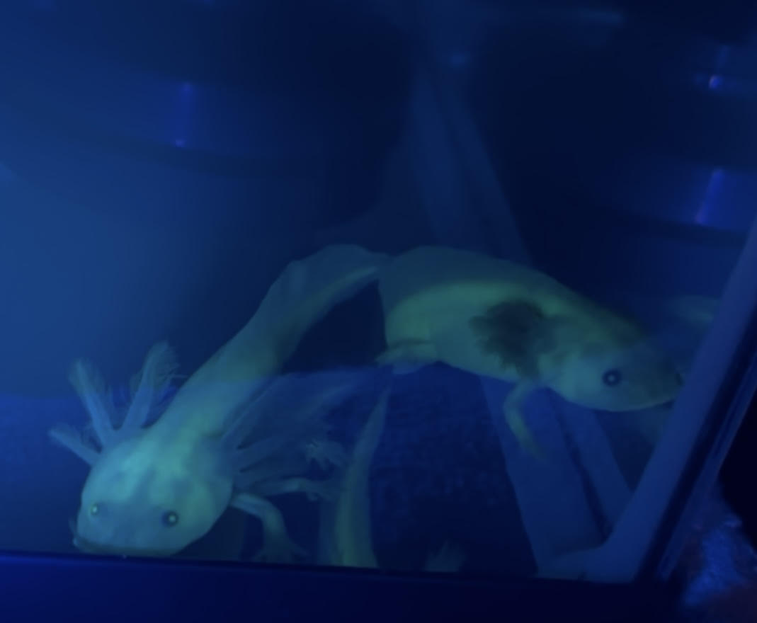 GFP Dirty Leucistic Axolotl (“Dirty Lucy”)